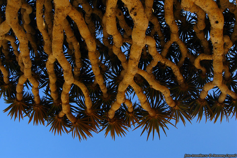 Драконово дерево (Dracaena cinnabari).