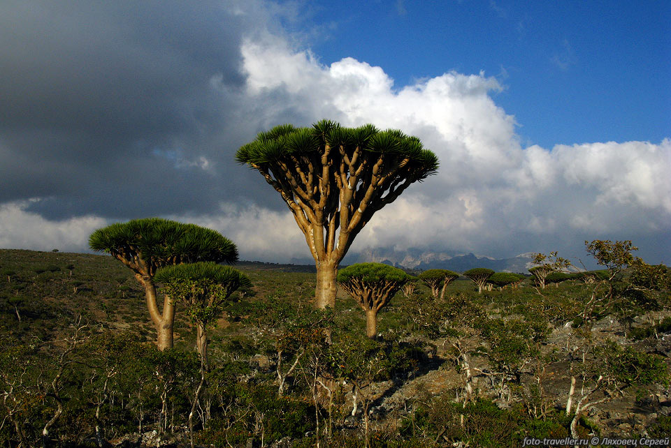 Некоторые деревья живут по 5-6 тысяч лет.