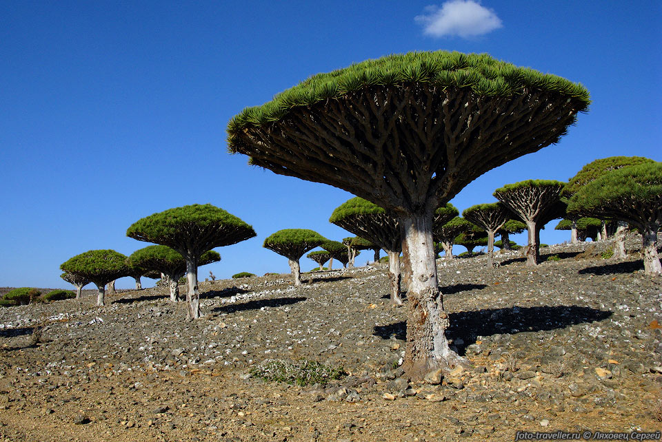 Близкий родственник Драконового дерева - Dracaena draco, 
сохранился лишь на крошечных ареалах островов Атлантики - Канарах, Кабо-Верде и 
Мадейре.