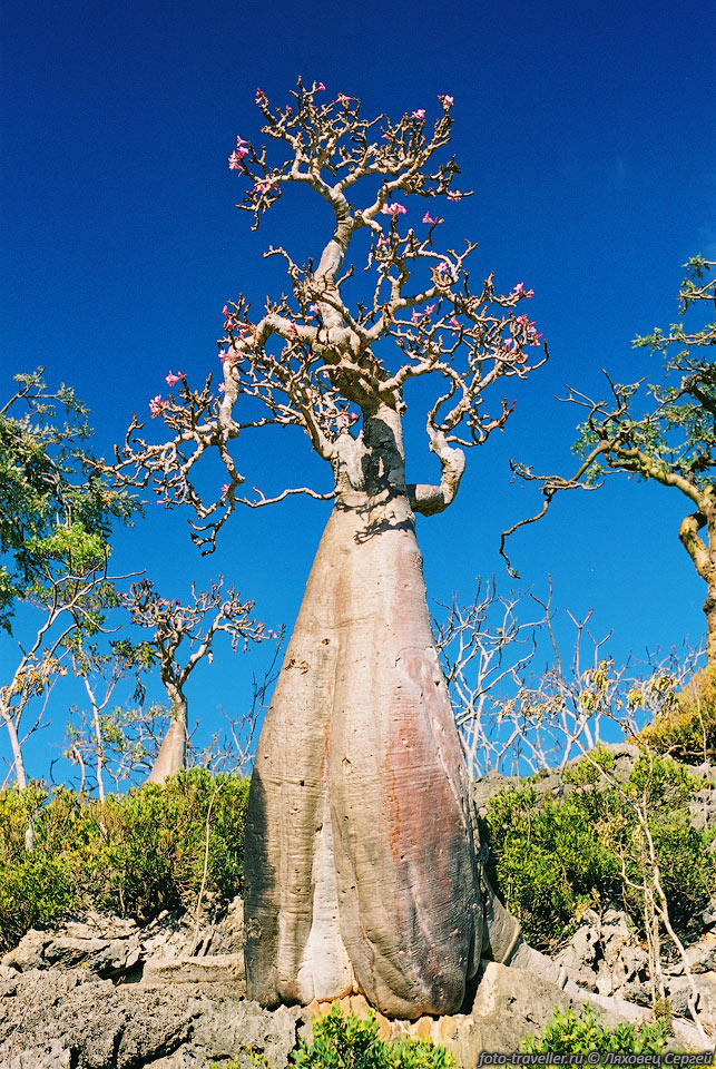 Сокотрийская роза пустыни, бутылочное дерево (Adenium obesum subsp.sokotranum).